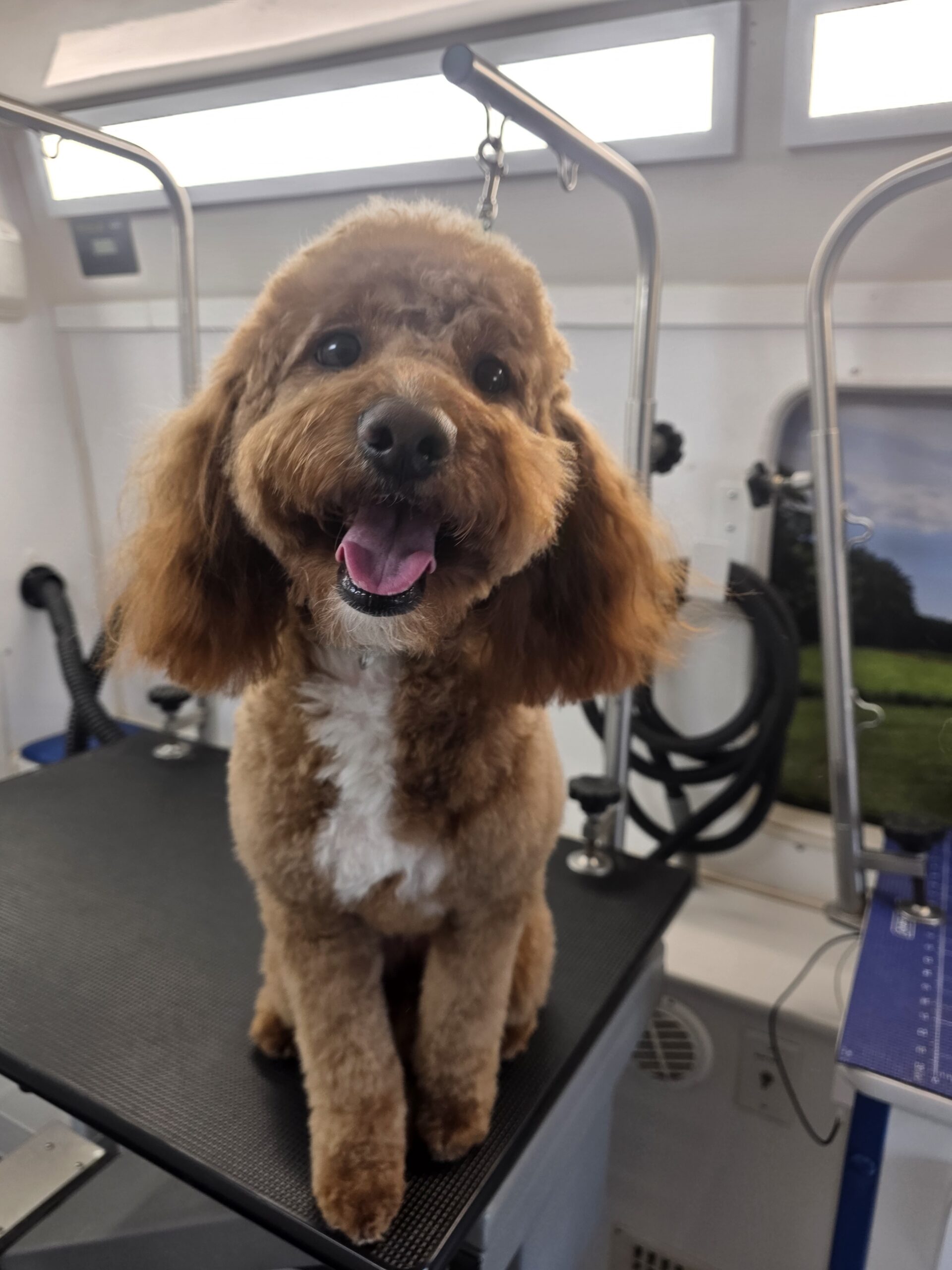 Apricot Doodle standing on the table after grooming, at a Green Dog Grooming appointment in North Phoenix