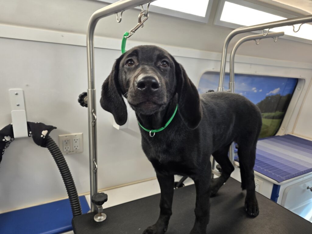Black Lab puppy standing on the table after the bath