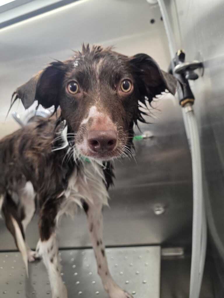 Black-and-white Springer/Border Collie mix in the bath, coat wet, at a Green Dog Grooming appointment in North Phoenix