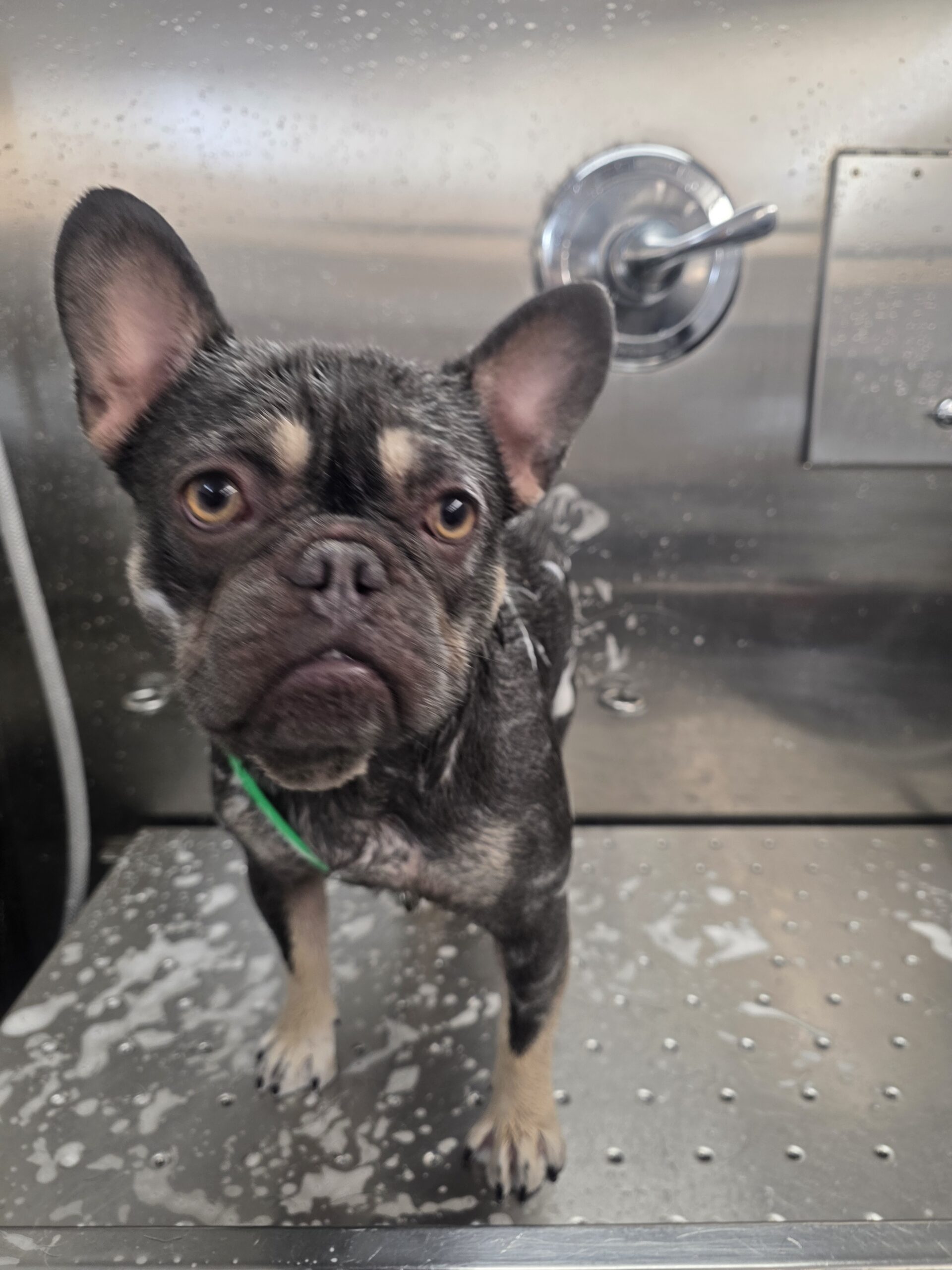 Grey French Bulldog standing in the bath, coat soapy, at a Green Dog Grooming appointment in North Phoenix