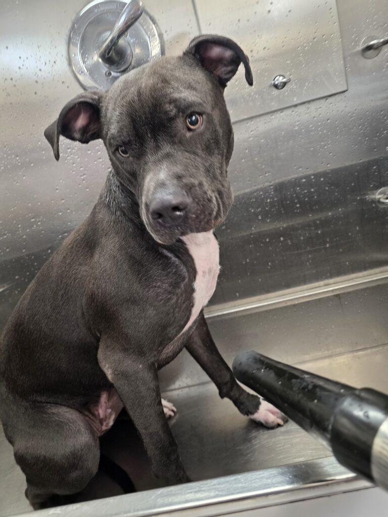 Grey Pit Bull type being dried in the bath, during a mobile groom in North Phoenix