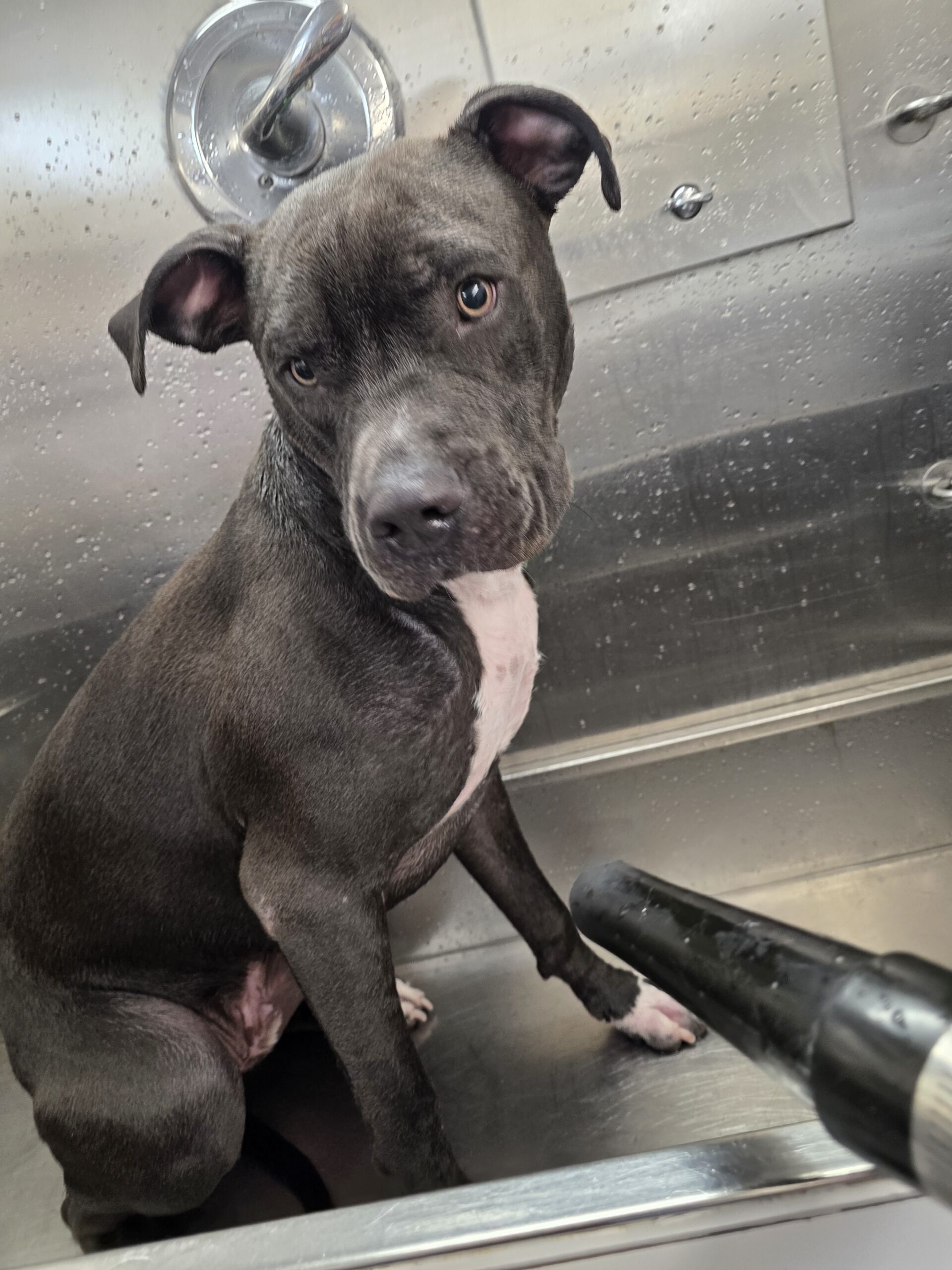 Grey Pit Bull type being dried in the bath, during a mobile groom in North Phoenix