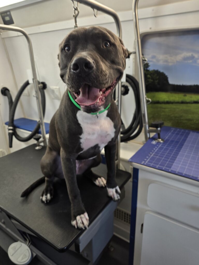 Adult gray Pit Bull after a Single-Coated Bath and Brush