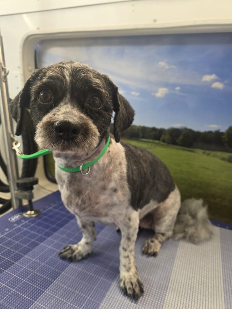 Grey-and-white Doodle sitting on the mat inside the Green Dog grooming van