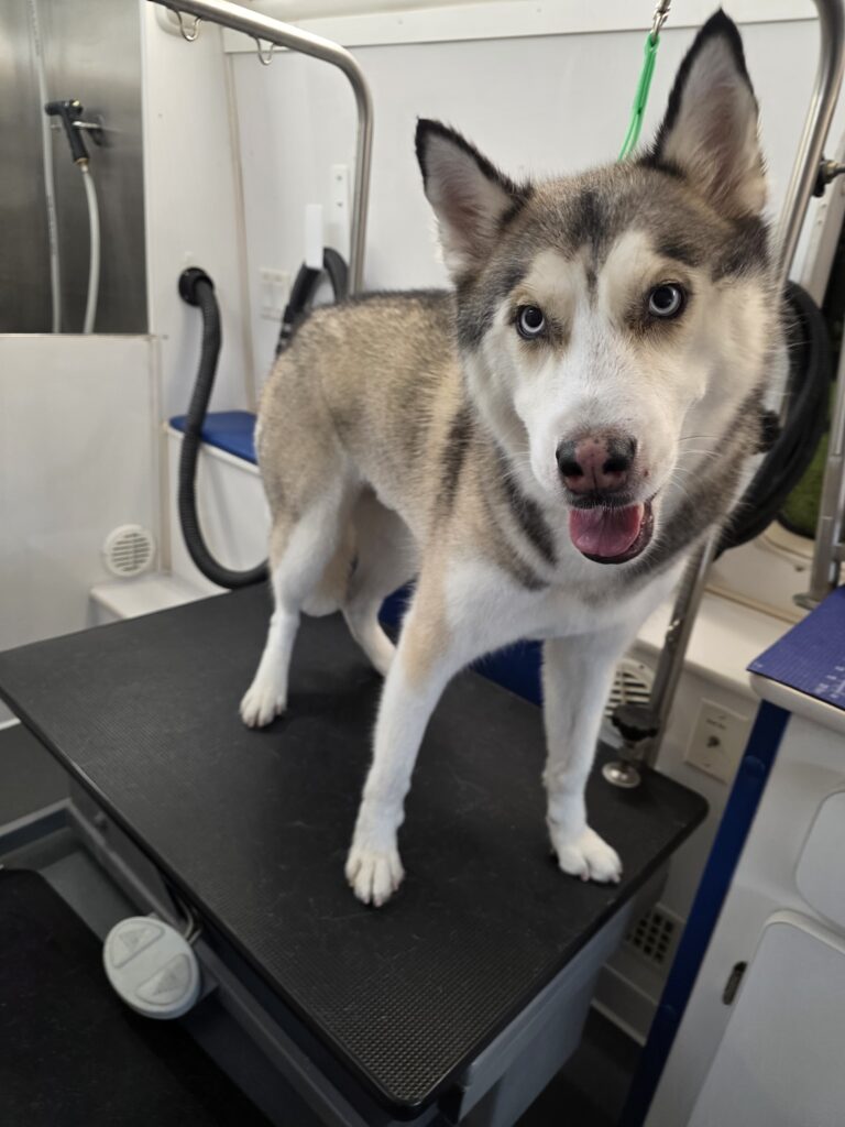 Husky mix standing on the grooming table, during a mobile groom in North Phoenix