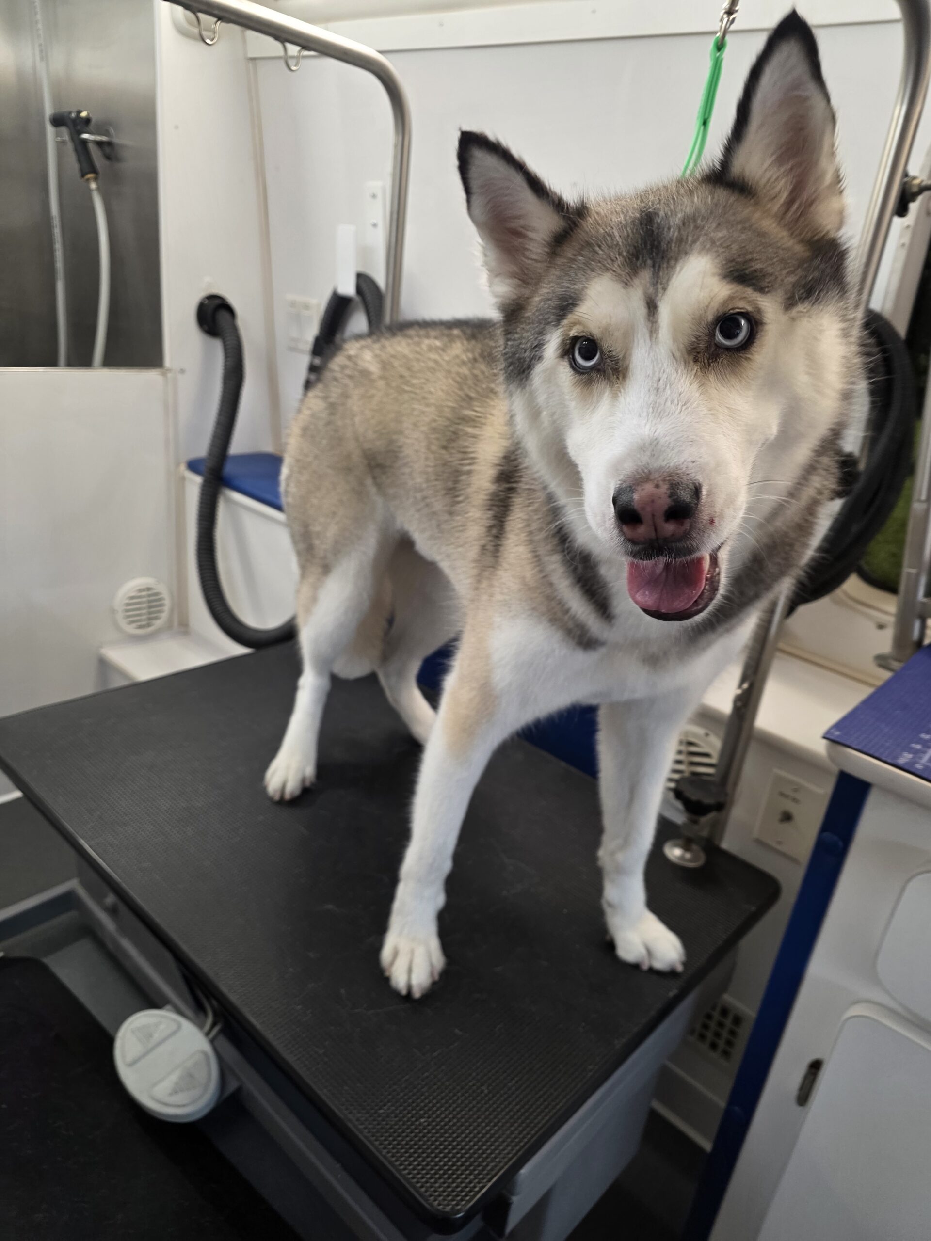 Husky mix standing on the grooming table, during a mobile groom in North Phoenix
