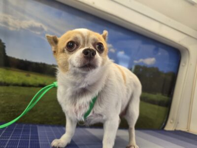 Collars, Leashes & Leads