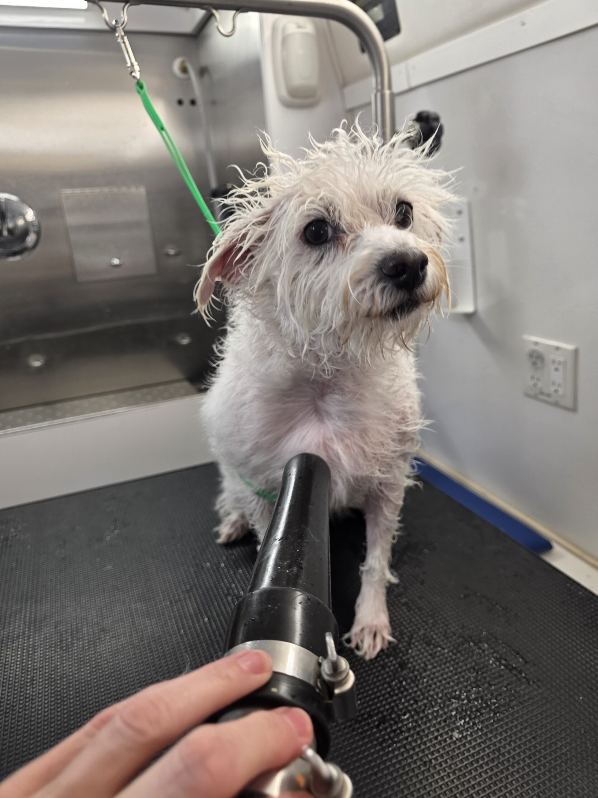 White terrier mix being dried on the grooming table